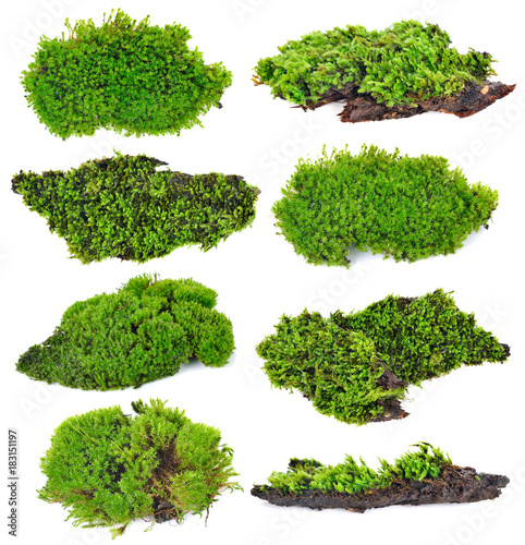 Obraz na plátně Green moss isolated on white bakground