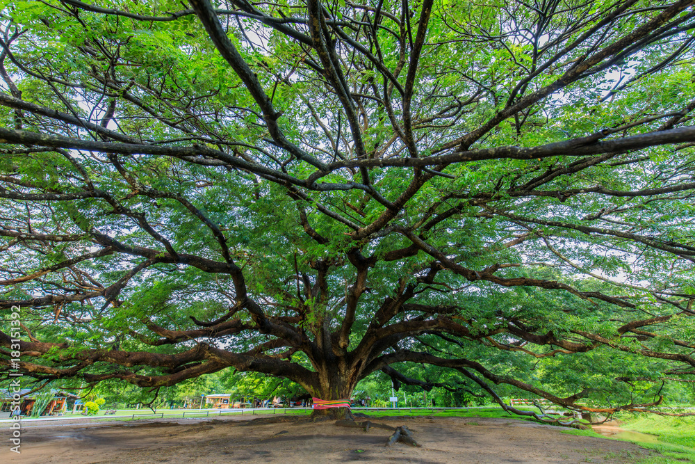 Rain tree (Monkey pod) The big tree about one hundred years old. Rain tree (Monkey pod) The big tree about one hundred years old.