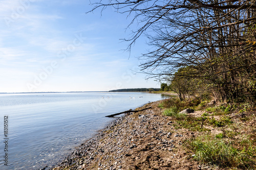 Schw  ne am Naturstrand  Gelbes Ufer 