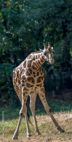 Iconic Coloring on a Giraffe with His Neck at an Awkward Angle Against a Green Leafed Background