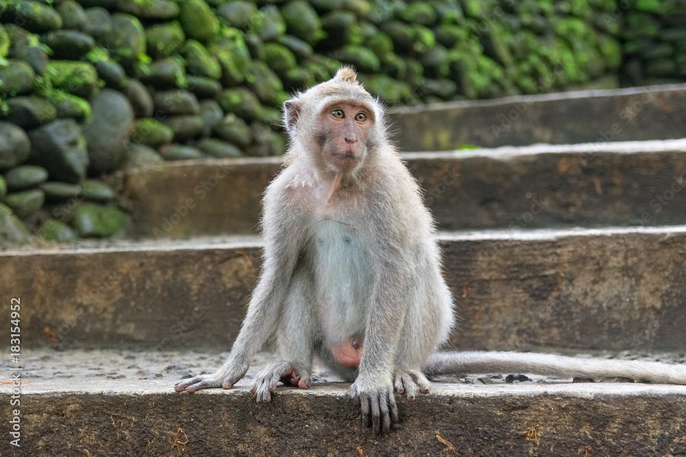 Naklejka premium monkey looking sideways in national park in monkey forest in bali. ubud. indonesia
