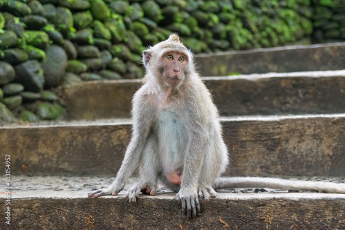 monkey  looking sideways in national park in monkey forest in bali. ubud. indonesia © Sergio de Flore