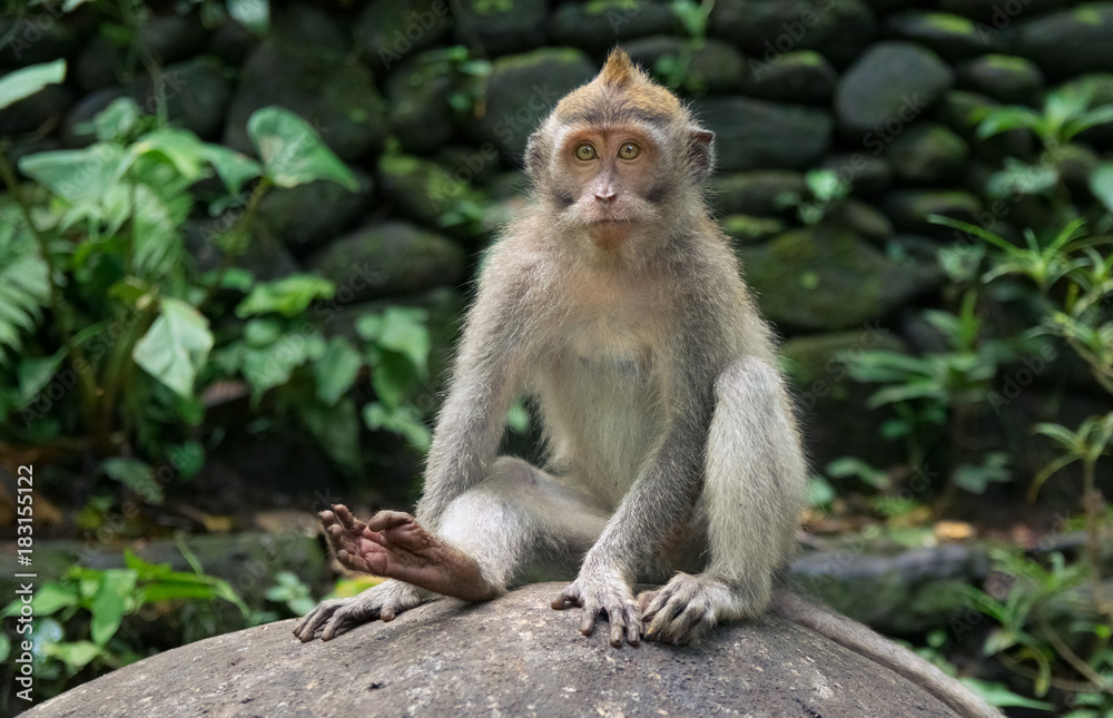 baby monkey  looking in national park in monkey forest in bali. ubud. indonesia