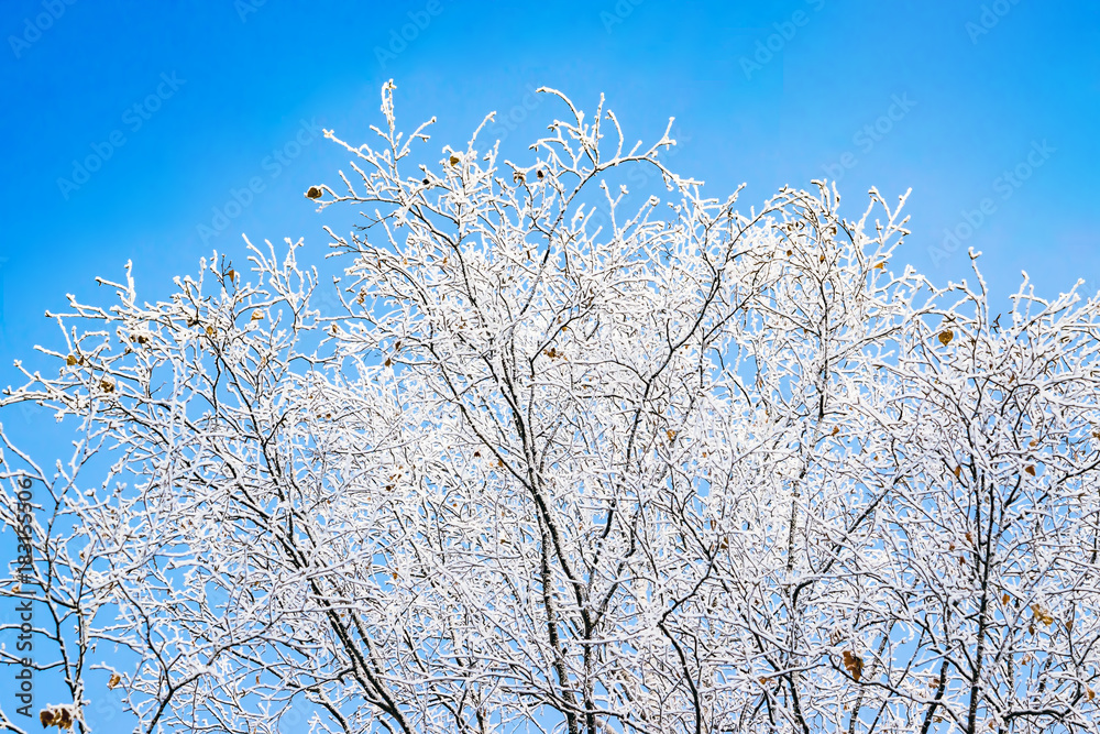 Natural white snow, hoarfrost, rime on the branches of birch trees against the winter sky, close-up , abstract winter background, landscape Natural white snow, hoarfrost, rime on the branches of birch trees against the winter sky, close-up , abstract winter background, landscape