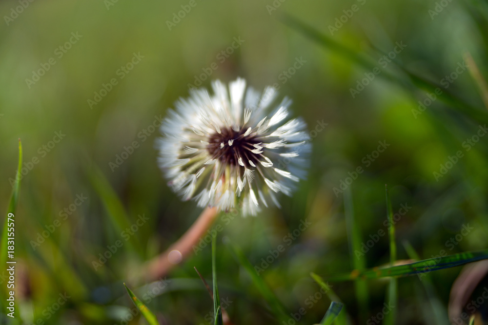 Pusteblume / Pusteblume auf einer Wiese