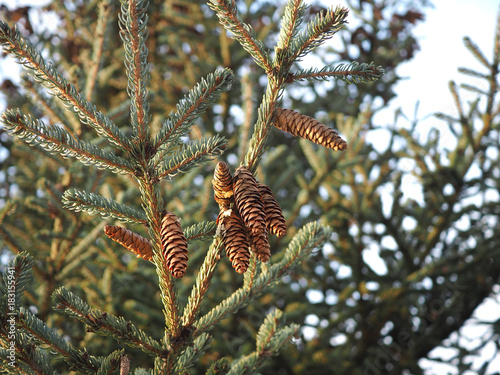 Spruce branches with cones
