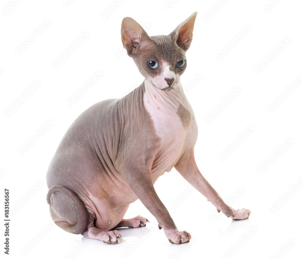 sphinx cat in studio