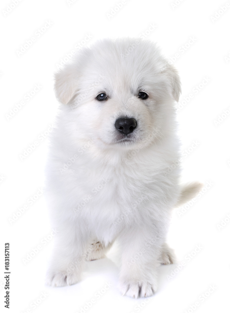 puppy White Swiss Shepherd Dog