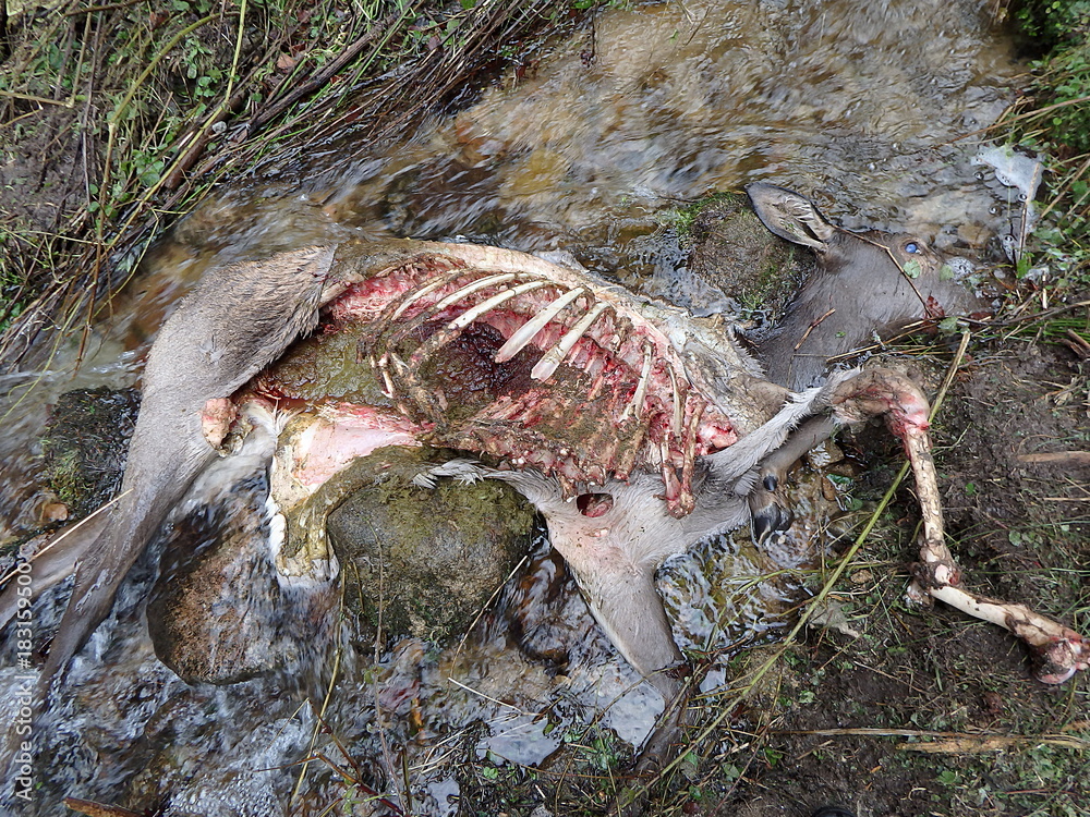 Naklejka premium deer torn wolves, deerskin torn wolves,