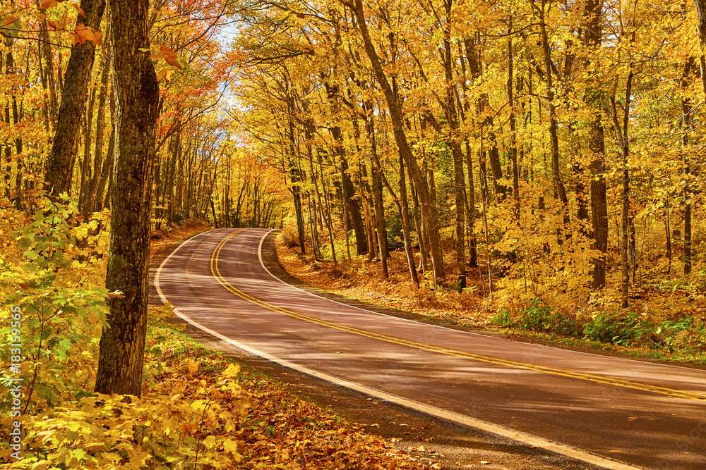 Fall Road in Michigan All Yellow Trees