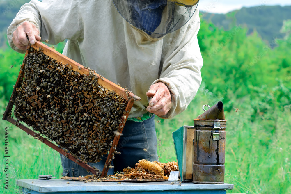 Beekeeper holding a honeycomb full of bees. Beekeeper in protective workwear inspecting honeycomb frame at apiary. Beekeeping concept.