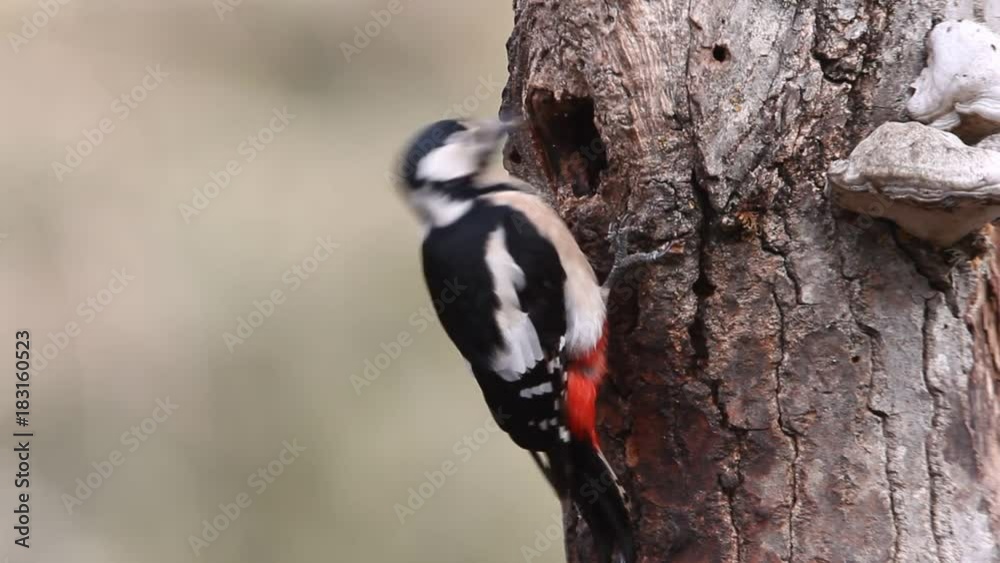 Great spotted woodpecker. Dendrocopos major Great spotted woodpecker. Dendrocopos major