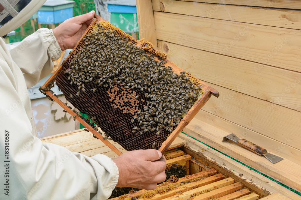 Beekeeper holding a honeycomb full of bees. Beekeeper in protective workwear inspecting honeycomb frame at apiary. Beekeeping concept. Beekeeper holding a honeycomb full of bees. Beekeeper in protective workwear inspecting honeycomb frame at apiary. Beekeeping concept.