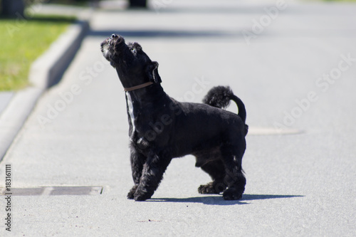 Cuadro en lienzo black dog