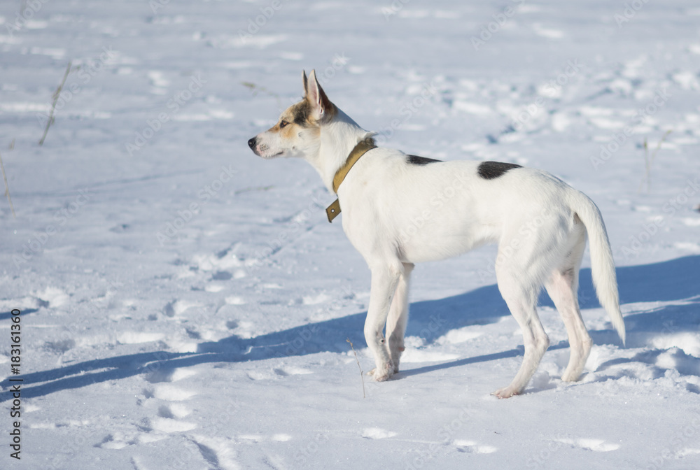 Fototapeta premium Cute mixed breed white dog with black spots sstanding on a fresh snow at sunny winter day