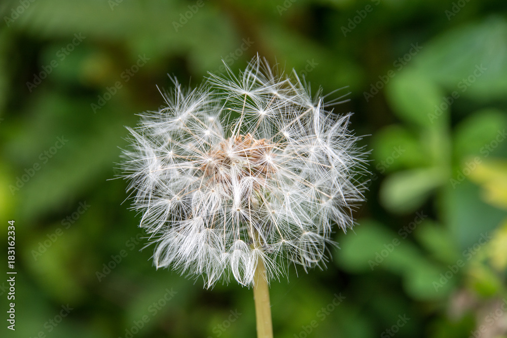 Fototapeta premium Dandelion seeds