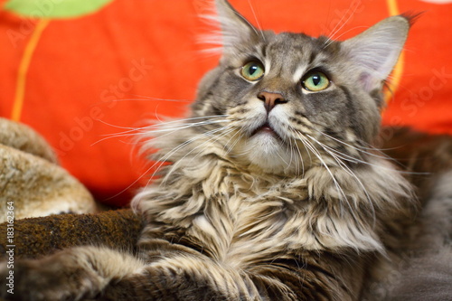 Maine Coon with green eyes