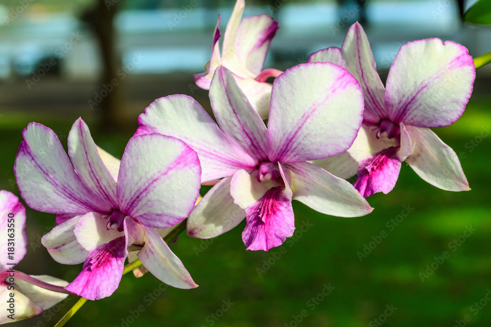 Beautiful orchid in the garden. Beautiful orchid in the garden.
