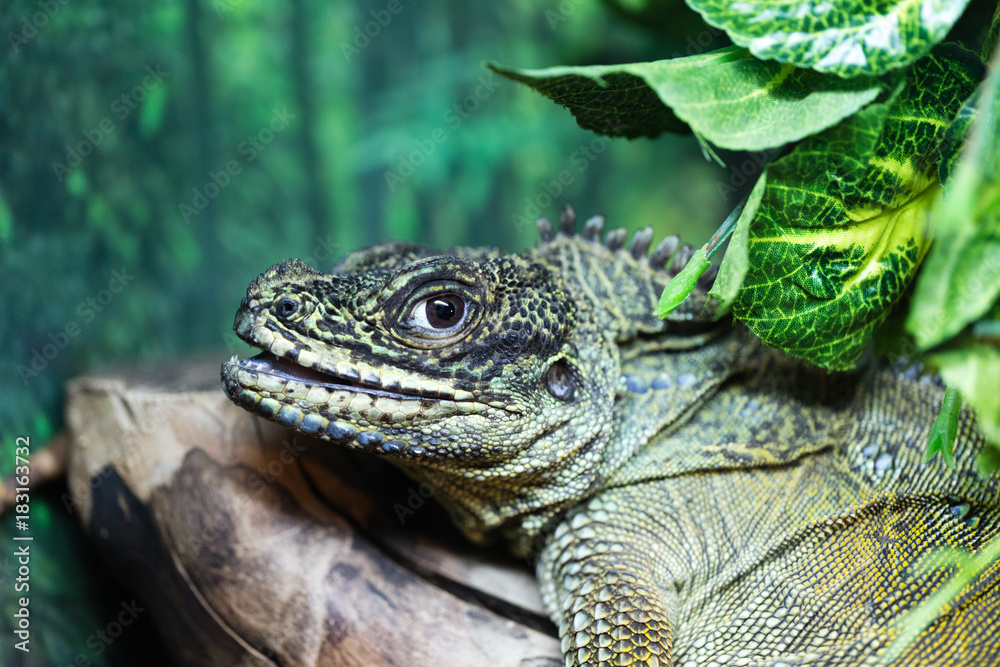 Obraz premium Hydrosaurus in the zoo.