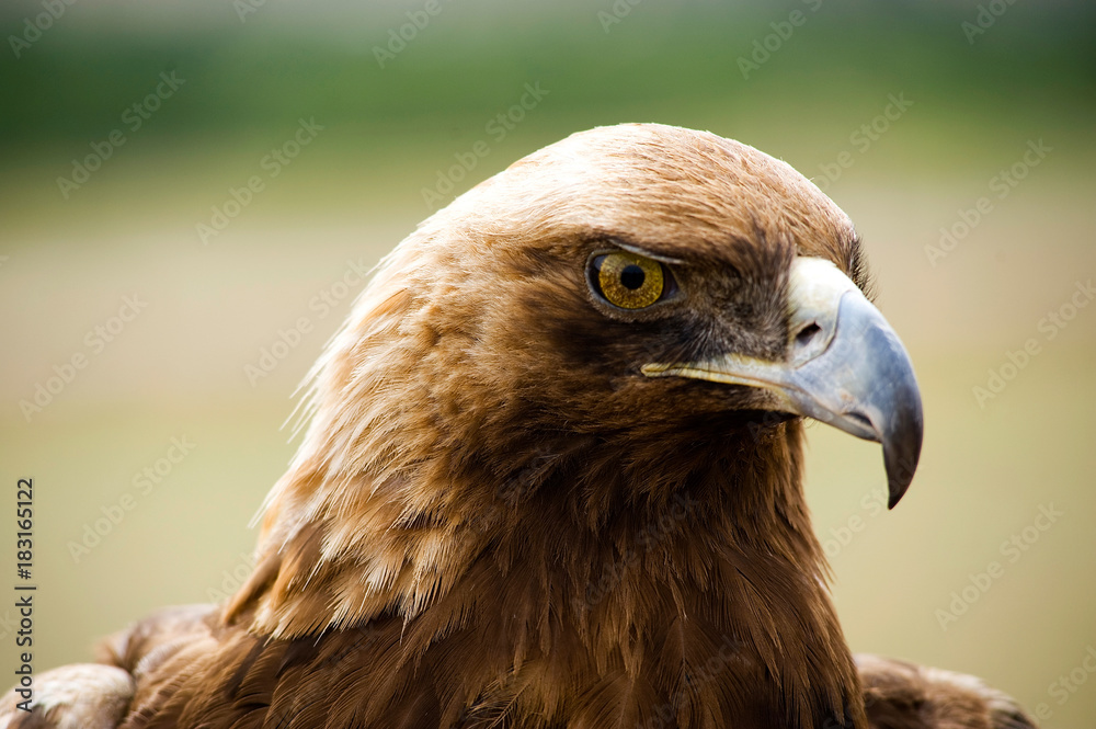 Fototapeta premium Golden Eagles head