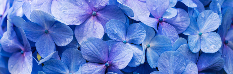 Leinwandbilder Hortensie Azurblaue Hortensie im Detail  © JCLobo