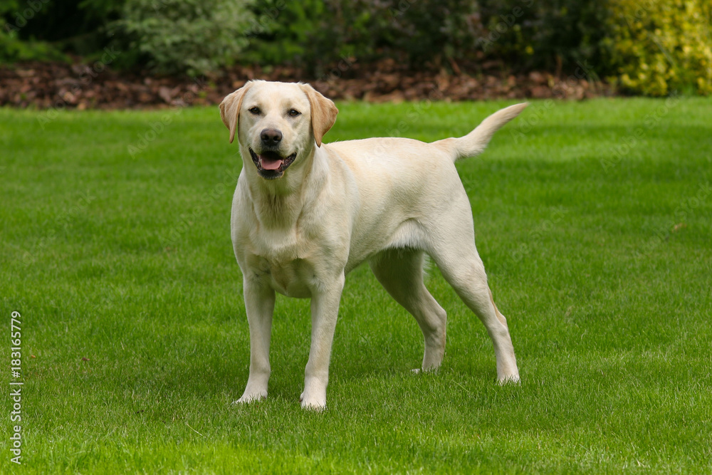 Typical labrador retriever Typical labrador retriever