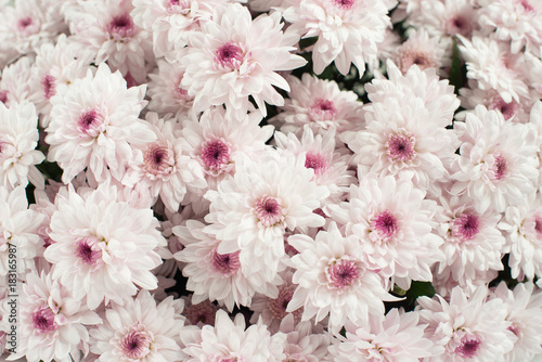 Close up of pink chrysanthemum