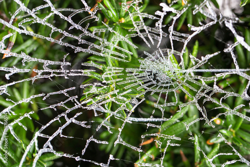 Frozen web as a background or texture. Macro