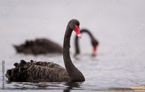 Fototapeta Naklejka Na Ścianę i Meble -  Black swan feeding
