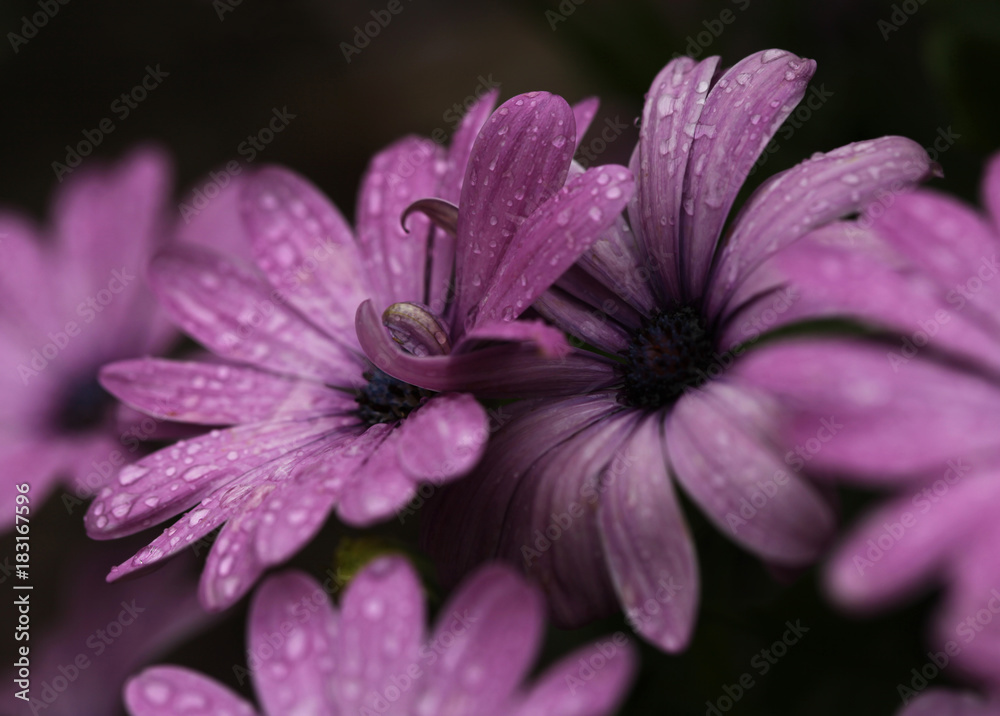 purple flowers with raindrops