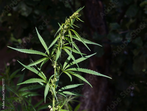 Flowering plant of marijuana on a dark background.