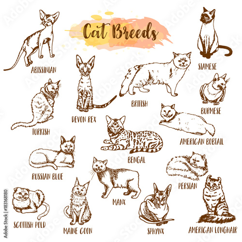Cat breed and vet care icon set. Hand drawn cats types. Sketch of kitten. Maine coon, manx, siamese and othe breeds. Vector illustration