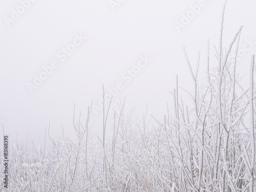 A minimalistic winter background with branches of trees covered with snow with frost, in the foreground. © Tatiana Morozova