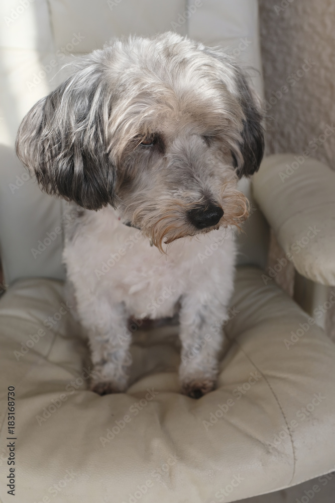 chien de compagnie chien de compagnie