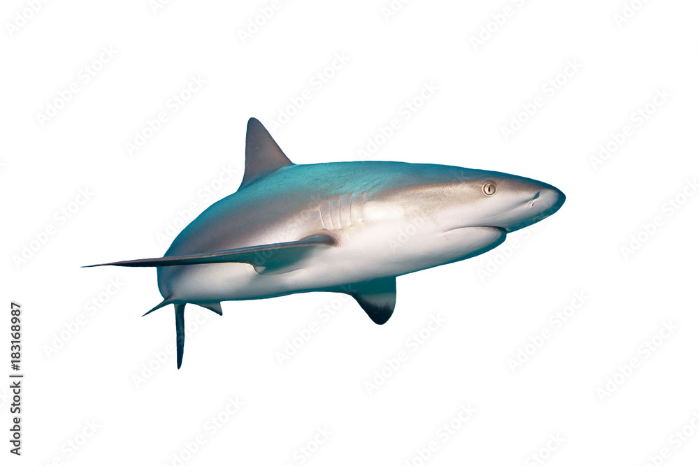 Fototapeta premium Karaibski rekin rafa na białym tle