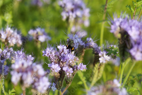 Hummel auf Bienenweide Makro