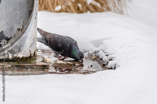 Grey pigeon. Beautiful pigeon close up. City birds photo