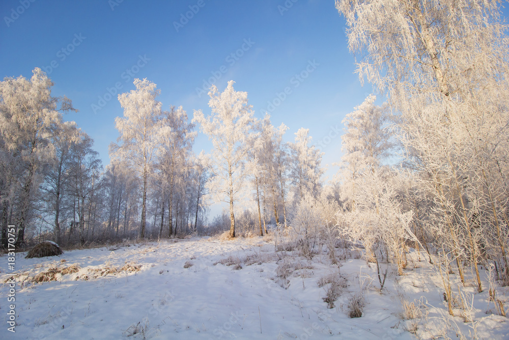 beautiful landscape with birch forest,trees covered with snow