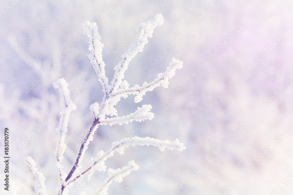 beautiful magic branch covered with snow blurred background