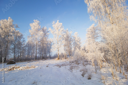 beautiful landscape with birch forest,trees covered with snow