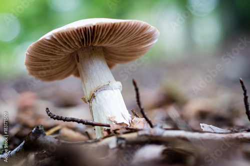 Beautiful poisonous mushrooms and edible mushrooms in the forest.