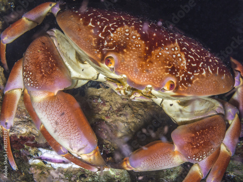 Carpilius corallinus,batwing coral crab photo