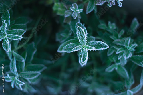 On a frosty morning, a mint in a frost taken from above.