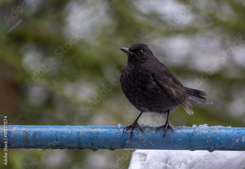 Amsel