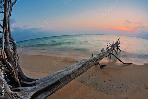 Dead tree trunk on tropical beach