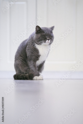 British short cat, indoor shooting