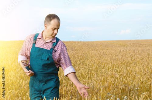 Farmer inspecting wheat field