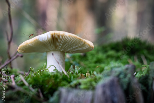 Beautiful poisonous mushrooms in the forest. Mushrooms in the grass. Autumn season.