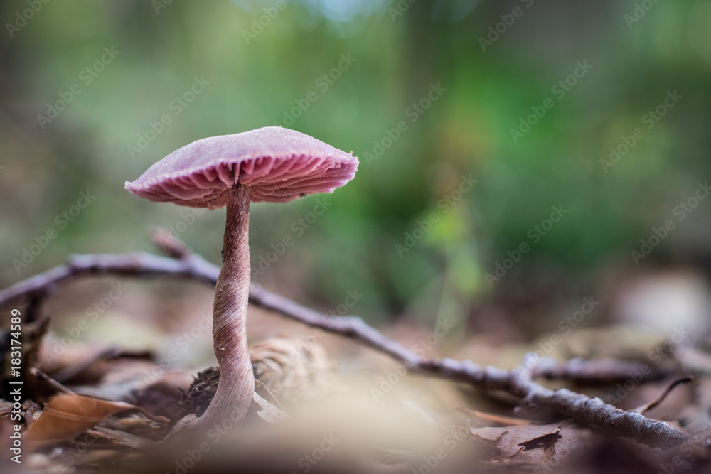 Beautiful poisonous mushrooms in the forest. Mushrooms in the grass. Autumn season. Beautiful poisonous mushrooms in the forest. Mushrooms in the grass. Autumn season.