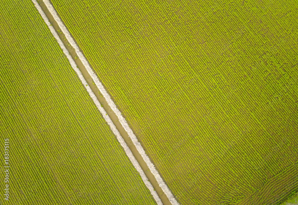 Aerial view of green paddy field at south east Asia.
